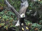 Uma Bald Eagle voa sobre nossas cabeças, em Haines, no sudeste do Alaska